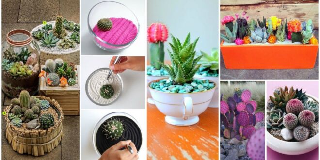 idees mini cactus jardins