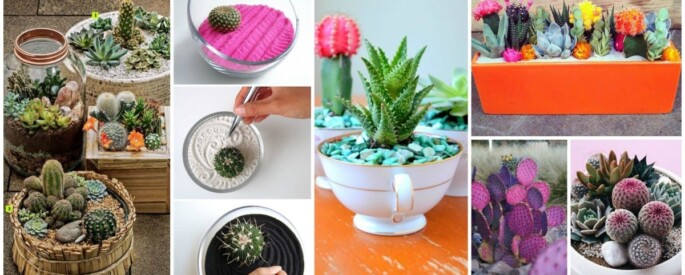 idees-mini-cactus-jardins-685x275 idees-mini-cactus-jardins-685x275