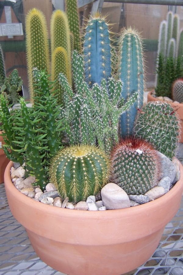 mini cactus jardins 6