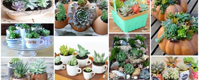 ideas-Planteurs-Succulents-685x275 ideas-Planteurs-Succulents-685x275