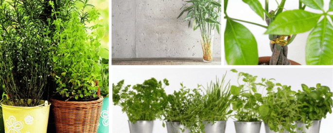 plants-energie-positive-685x275 plants-energie-positive-685x275