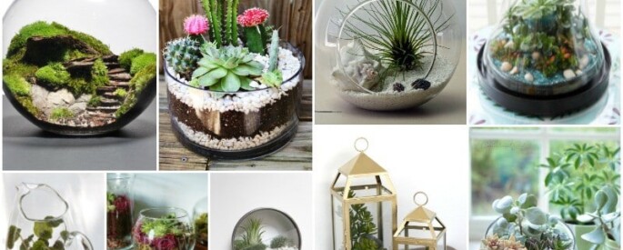idees-decorer-avec-terrarium-685x275 idees-decorer-avec-terrarium-685x275