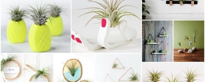 idees-plantes-aeriennes-685x275 idees-plantes-aeriennes-685x275