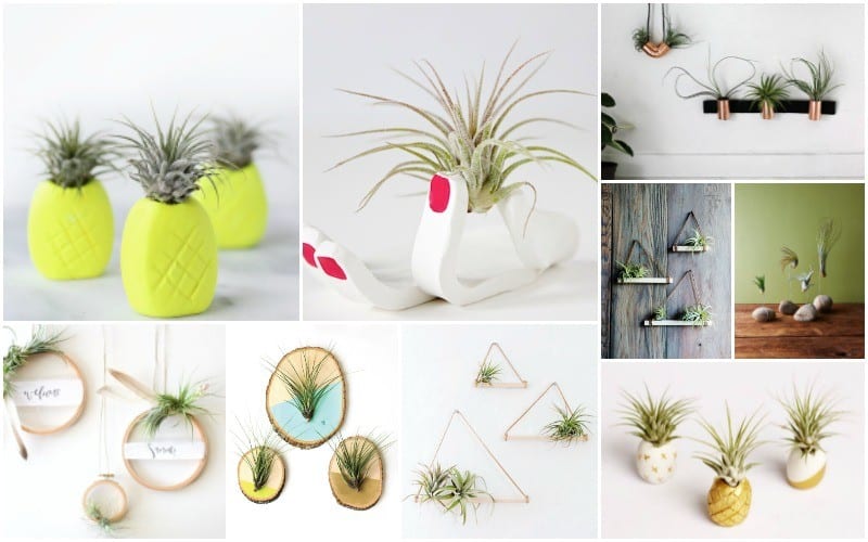 6 Coquilles D'oursins Naturelles Pour Décoration - Environ 6 Cm - Ambiance Plage, Support Pour Plantes Aériennes
