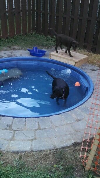 idees de piscine pour chiens 1