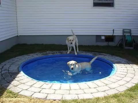 idees de piscine pour chiens 6