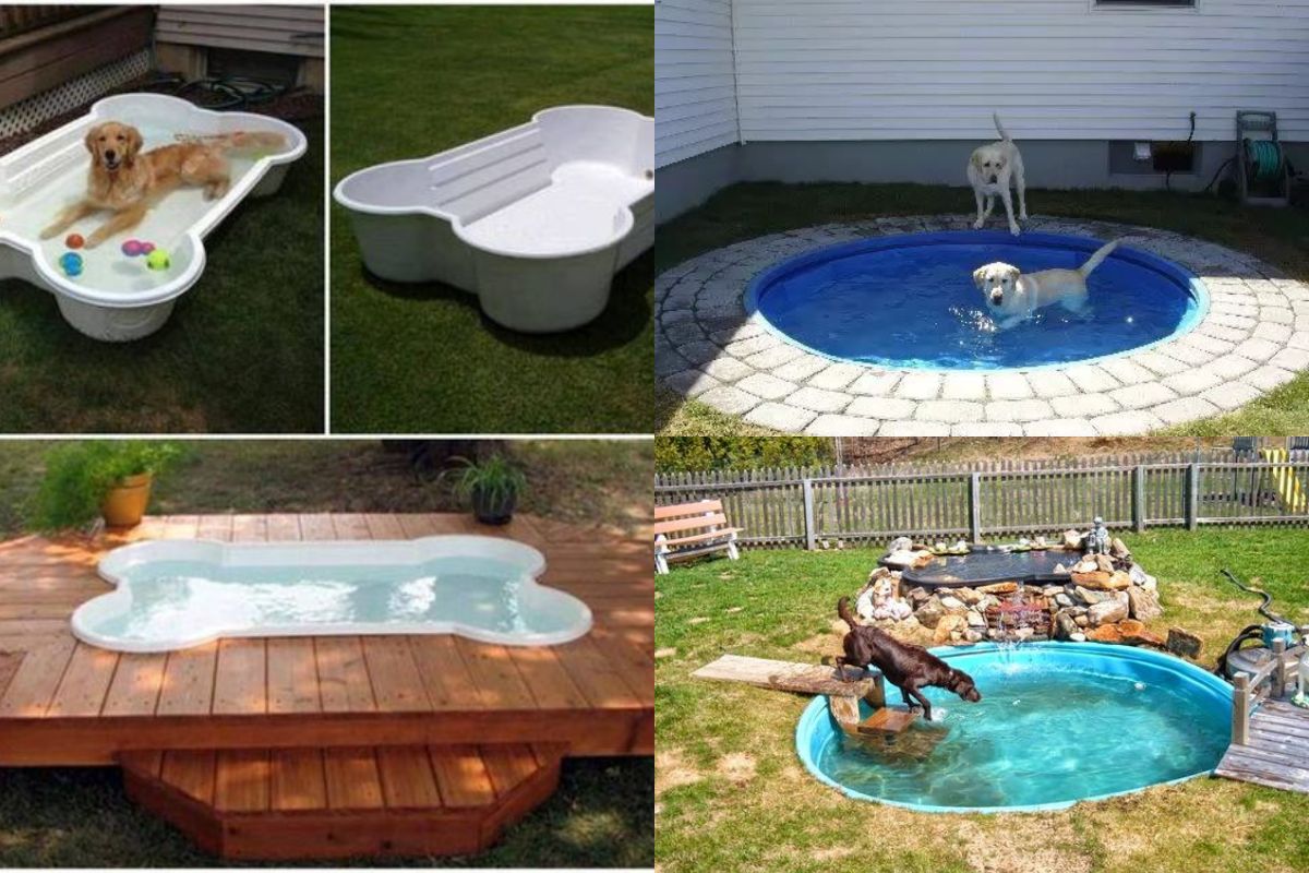 idees de piscine pour chiens 7