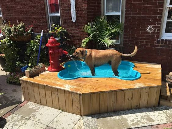 idees de piscine pour chiens