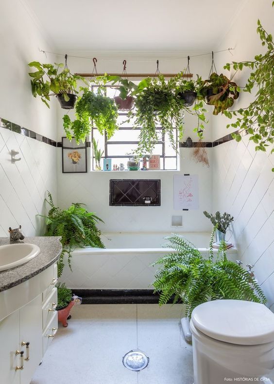 plantes pour decorer la salle de bain