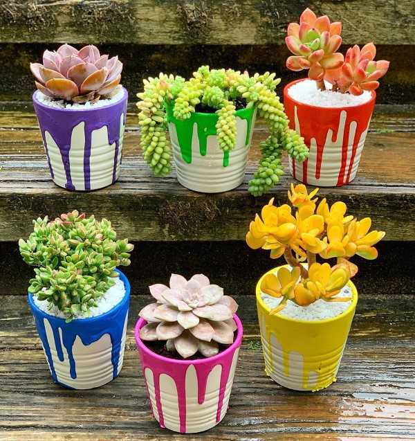 mini jardin artisanal de plantes succulentes et de cactus 1