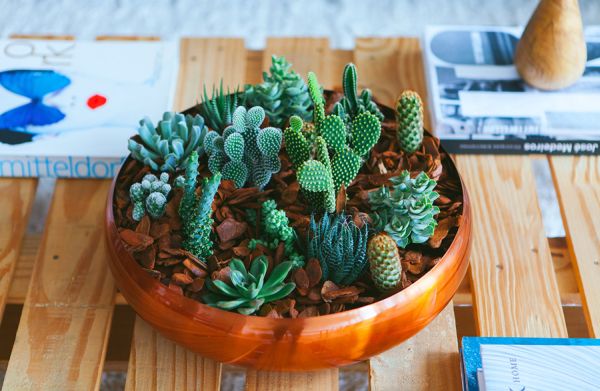 mini jardin artisanal de plantes succulentes et de cactus 3