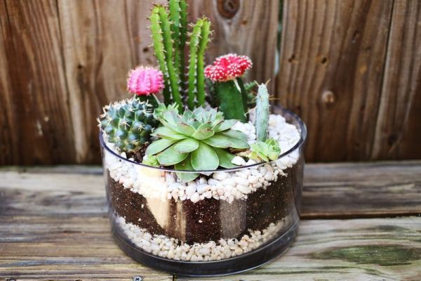 mini jardin artisanal de plantes succulentes et de cactus 7
