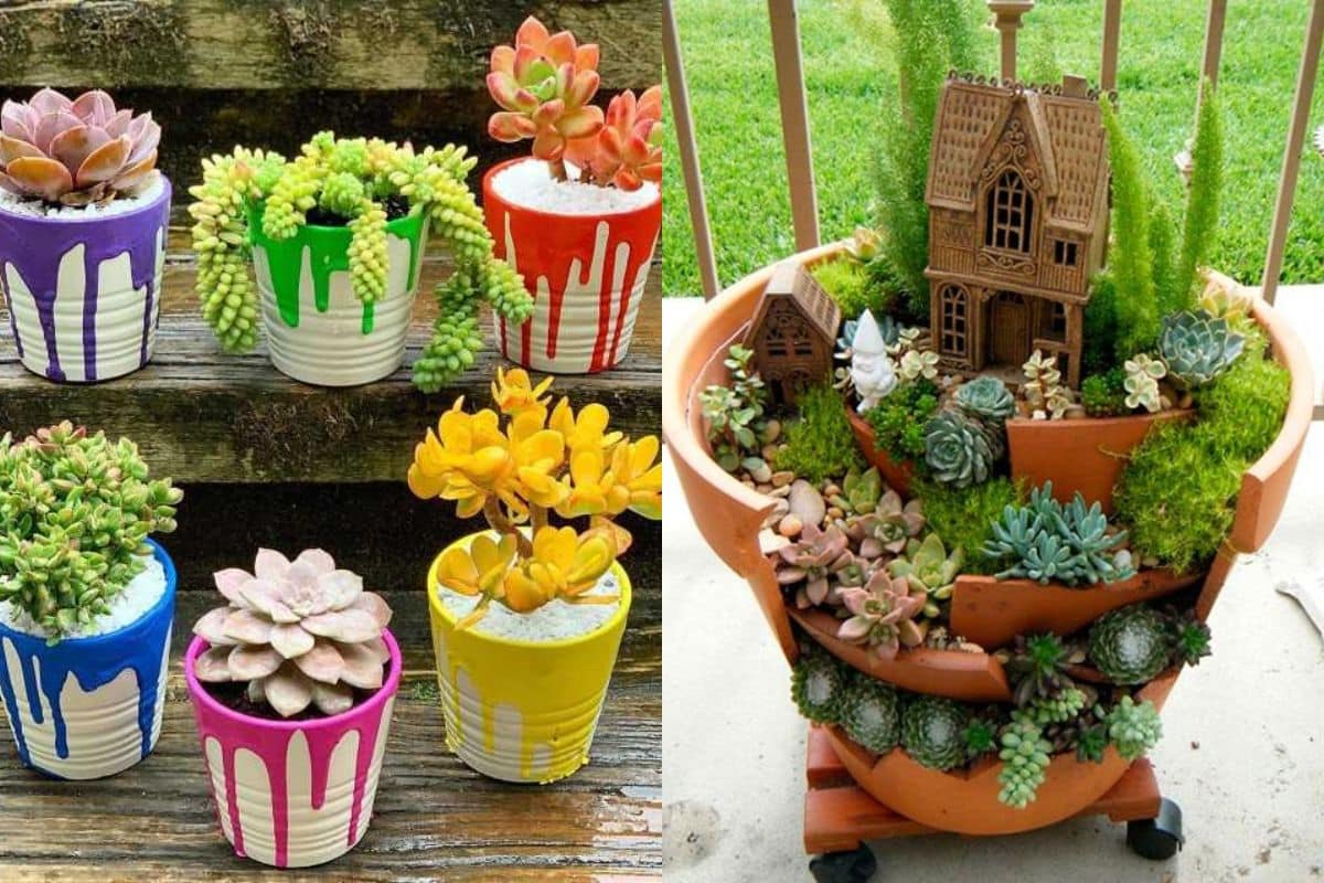 mini jardin artisanal de plantes succulentes et de cactus 8