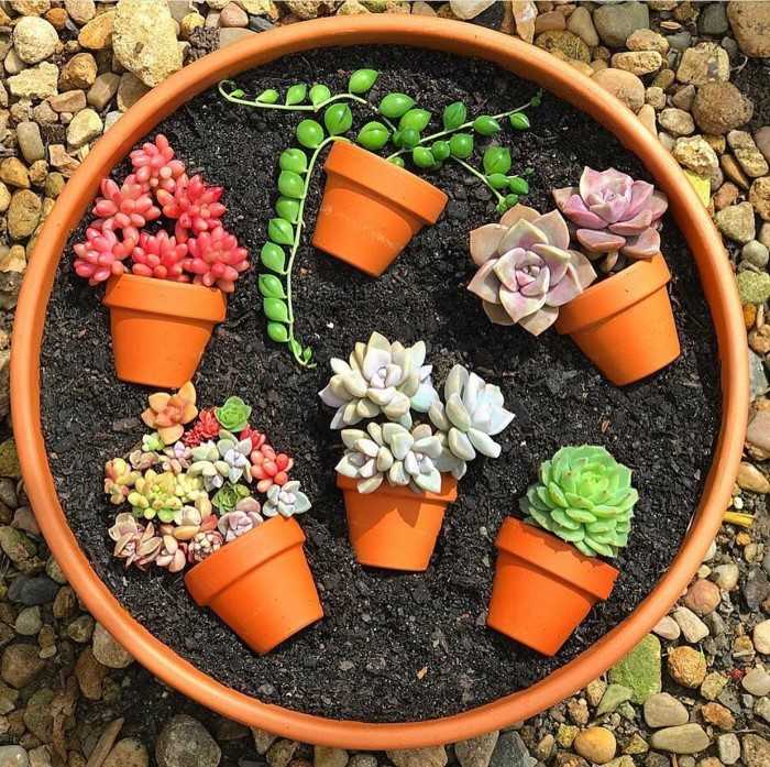 mini jardin artisanal de plantes succulentes et de cactus